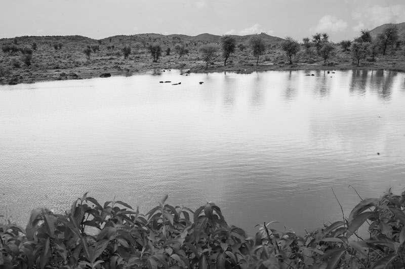Water sustainability for sustainable agriculture - rejuvenated rainwater harvesting structure called 'johad'in Alwar district, Rajasthan that acts as percolation tank recharging groundwater, which is drawn for irrigation through wells